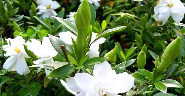 庭院栽种“5种花”，耐热耐寒四季有花，这样的院子太让人羡慕了