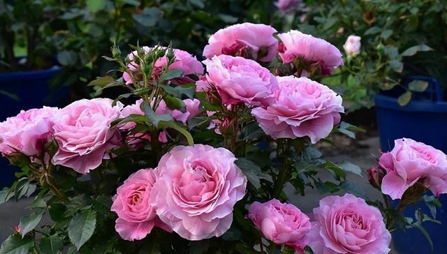 庭院栽种“5种花”，耐热耐寒四季有花，这样的院子太让人羡慕了