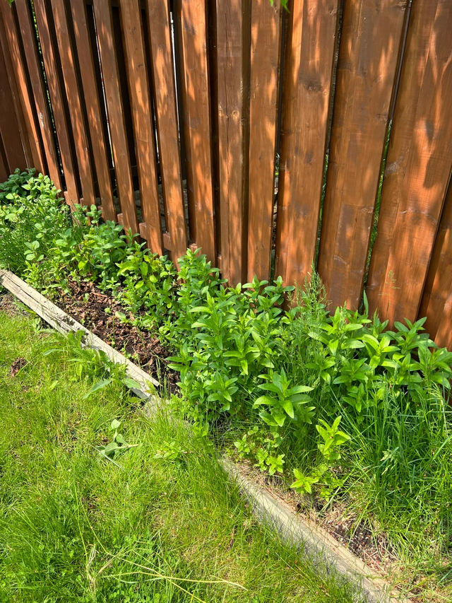 9种“流氓花”种一棵就泛滥难除，好多人后悔种了