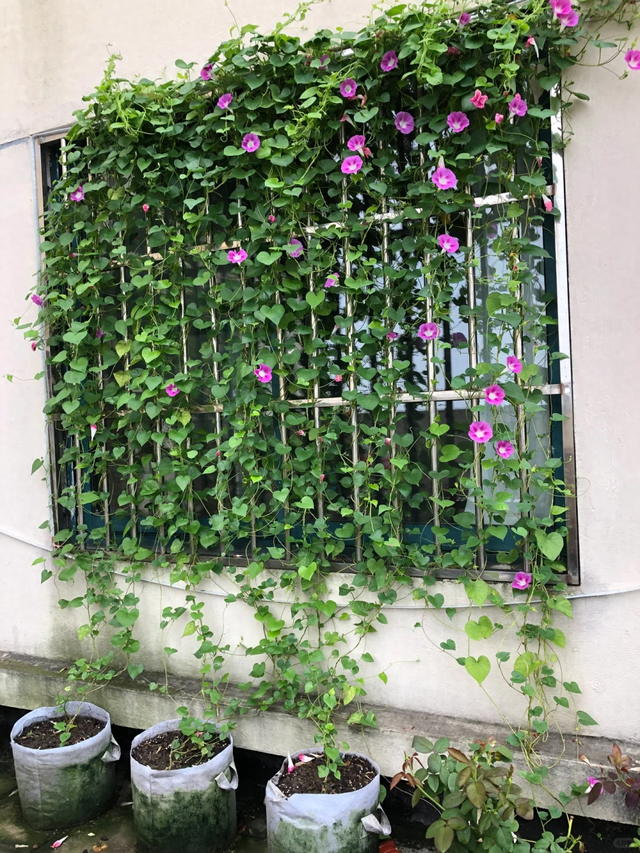 9种“流氓花”种一棵就泛滥难除，好多人后悔种了