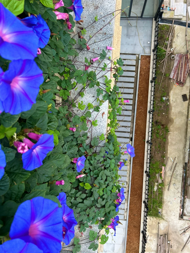 9种“流氓花”种一棵就泛滥难除，好多人后悔种了