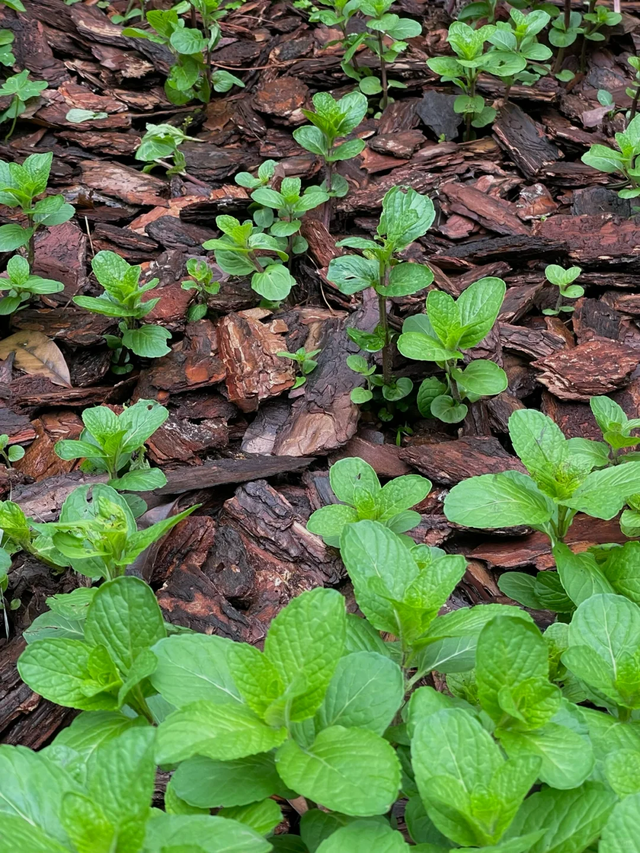 9种“流氓花”种一棵就泛滥难除，好多人后悔种了