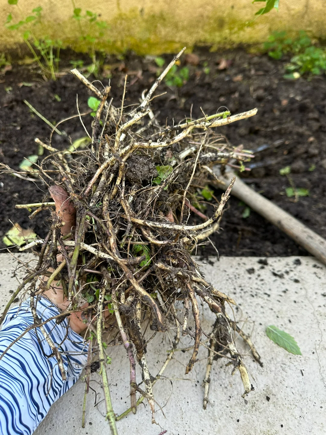 9种“流氓花”种一棵就泛滥难除，好多人后悔种了