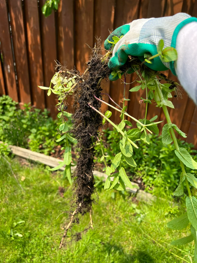 9种“流氓花”种一棵就泛滥难除，好多人后悔种了