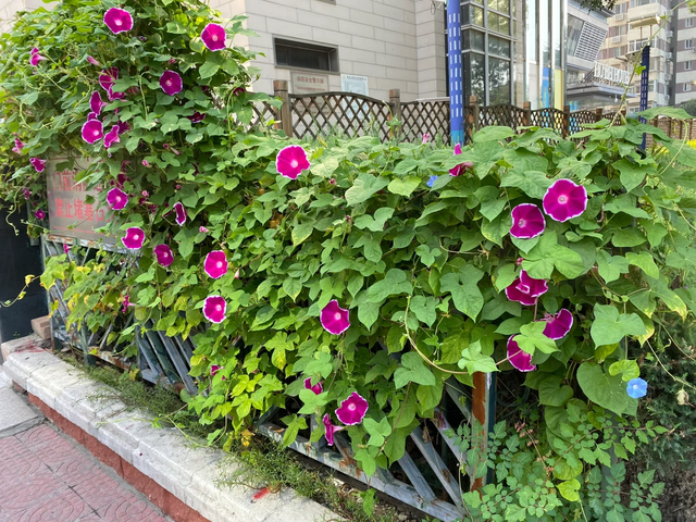 9种“流氓花”种一棵就泛滥难除，好多人后悔种了