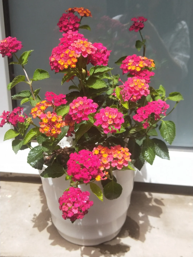 9种“流氓花”种一棵就泛滥难除，好多人后悔种了