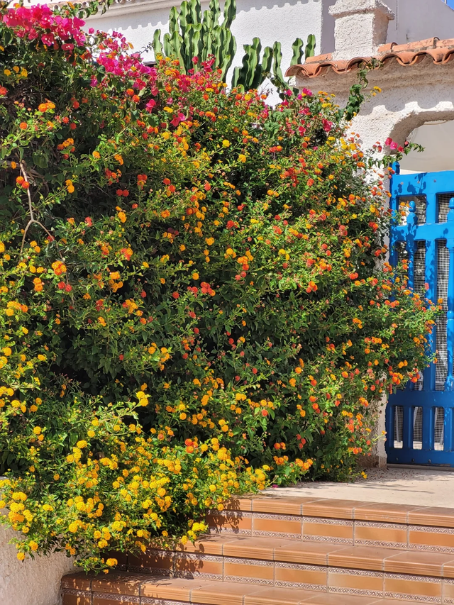 9种“流氓花”种一棵就泛滥难除，好多人后悔种了