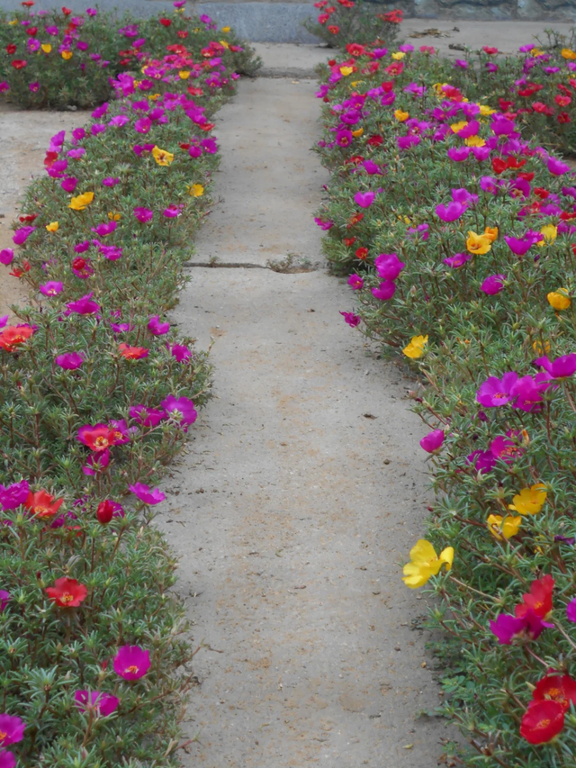 9种“流氓花”种一棵就泛滥难除，好多人后悔种了