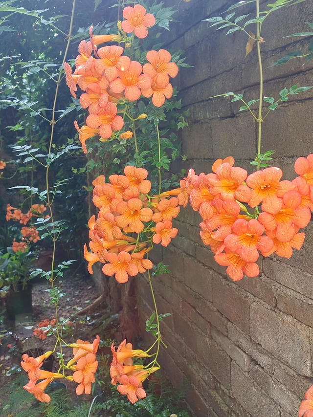 9种“流氓花”种一棵就泛滥难除，好多人后悔种了