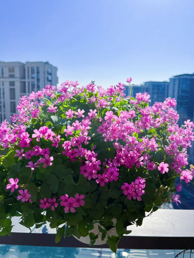 9种“流氓花”种一棵就泛滥难除，好多人后悔种了