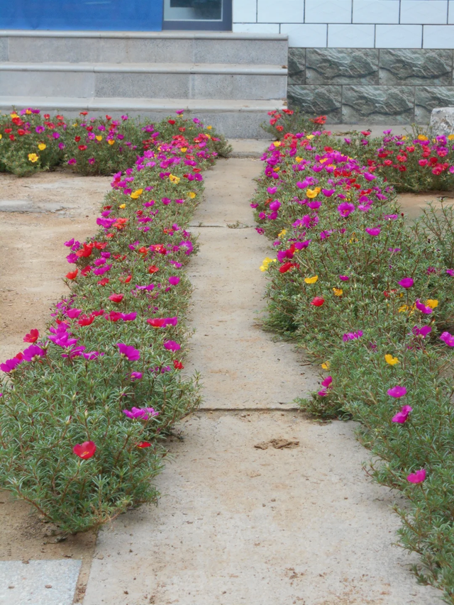 9种“流氓花”种一棵就泛滥难除，好多人后悔种了