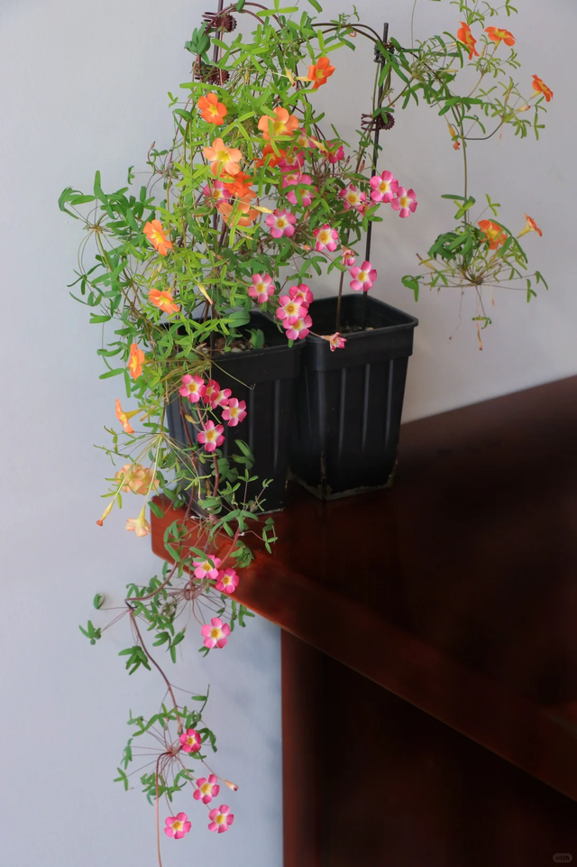 9种“流氓花”种一棵就泛滥难除，好多人后悔种了