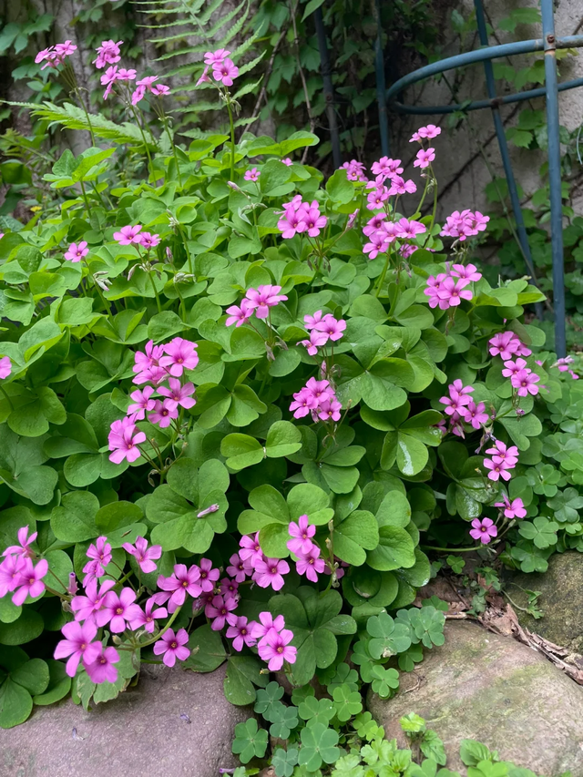 9种“流氓花”种一棵就泛滥难除，好多人后悔种了