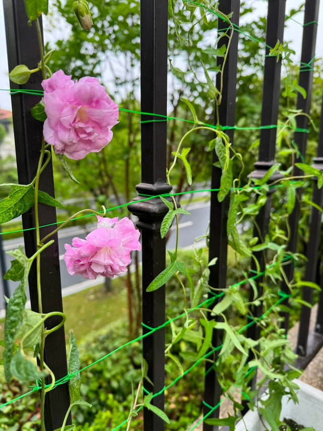 9种“流氓花”种一棵就泛滥难除，好多人后悔种了