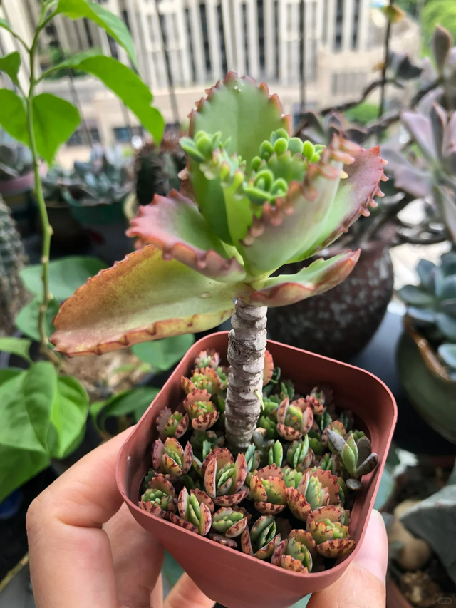 9种“流氓花”种一棵就泛滥难除，好多人后悔种了