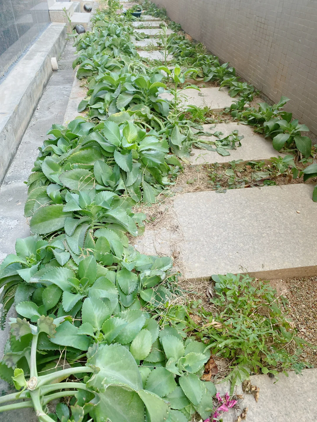 9种“流氓花”种一棵就泛滥难除，好多人后悔种了