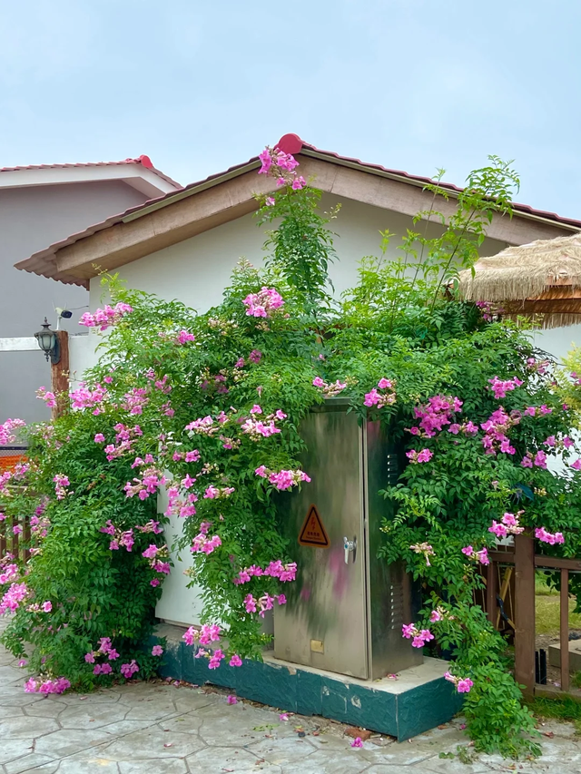 9种“流氓花”种一棵就泛滥难除，好多人后悔种了