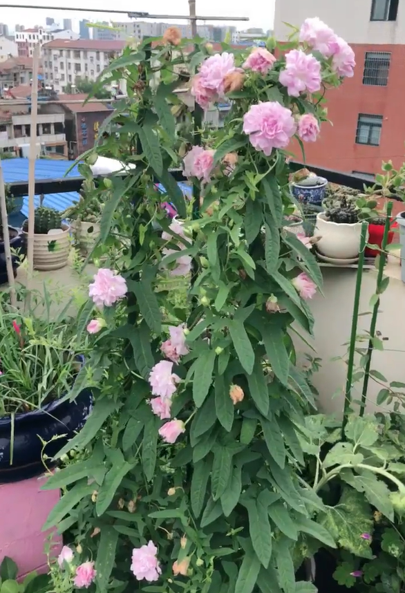 9种“流氓花”种一棵就泛滥难除，好多人后悔种了