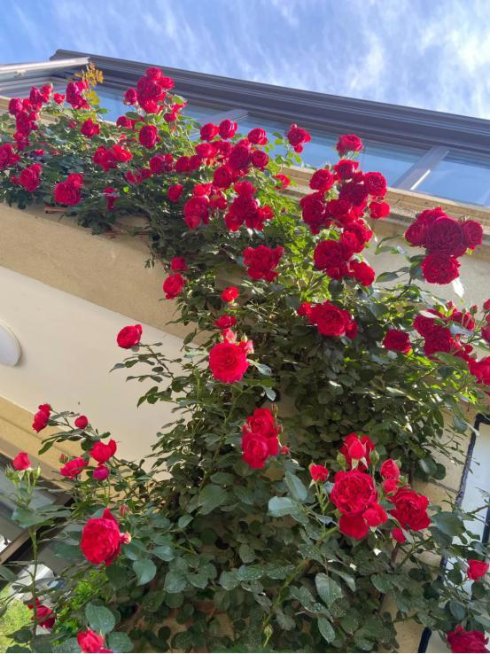 9种“流氓花”种一棵就泛滥难除，好多人后悔种了