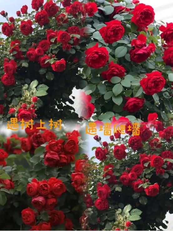 9种“流氓花”种一棵就泛滥难除，好多人后悔种了