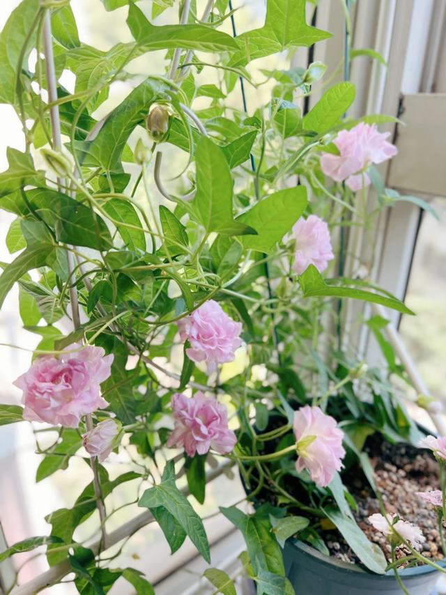 9种“流氓花”种一棵就泛滥难除，好多人后悔种了