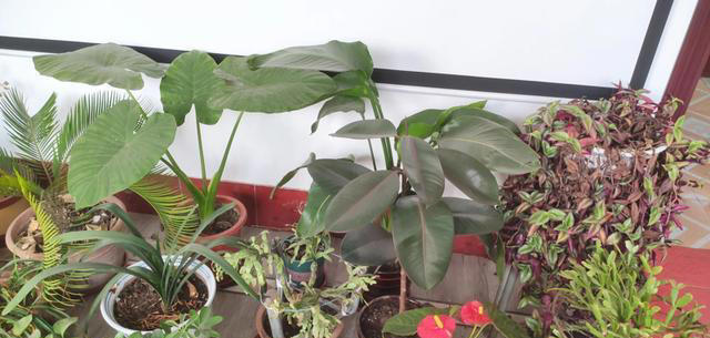 养花的“尽头”是天竺葵，入坑几年后，才发现这句话是真的