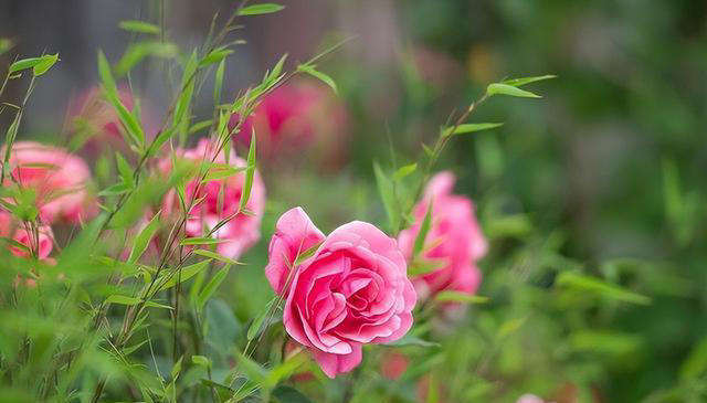 养花的“尽头”是天竺葵，入坑几年后，才发现这句话是真的