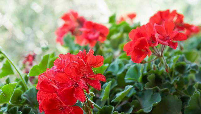 养花的“尽头”是天竺葵，入坑几年后，才发现这句话是真的