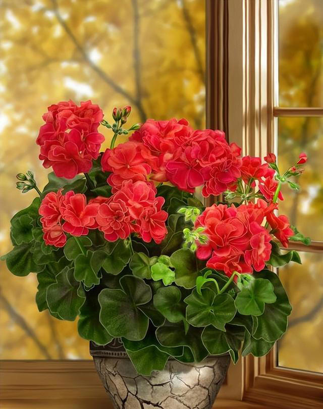 养花的“尽头”是天竺葵，入坑几年后，才发现这句话是真的