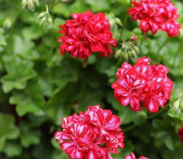 养花的“尽头”是天竺葵，入坑几年后，才发现这句话是真的