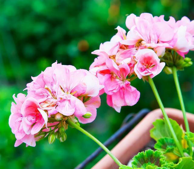 养花的“尽头”是天竺葵，入坑几年后，才发现这句话是真的