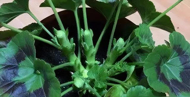 养花的“尽头”是天竺葵，入坑几年后，才发现这句话是真的