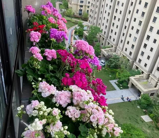 养花的“尽头”是天竺葵，入坑几年后，才发现这句话是真的