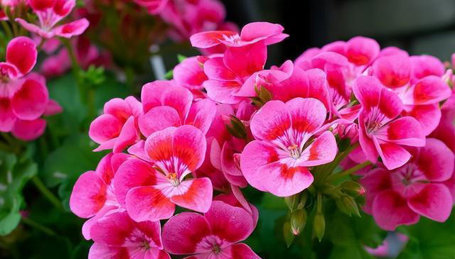 养花的“尽头”是天竺葵，入坑几年后，才发现这句话是真的