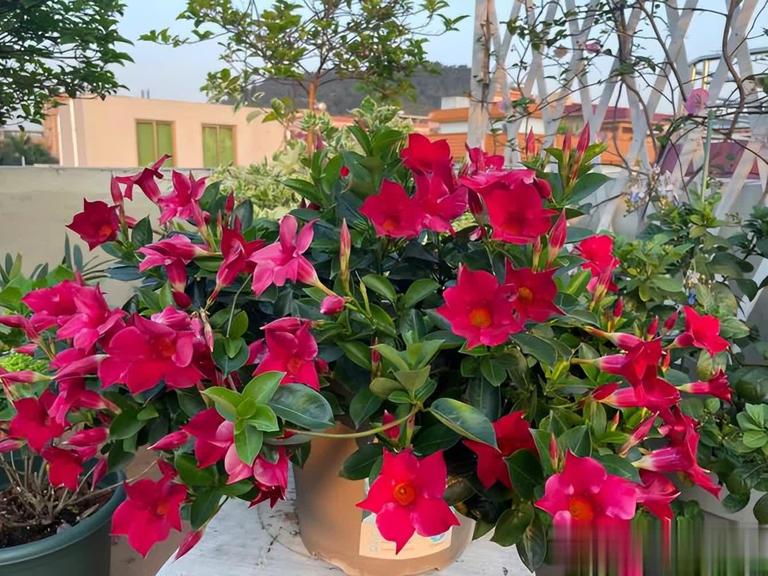 不怕晒的5种花，抗病强不生病，花开一茬接一茬