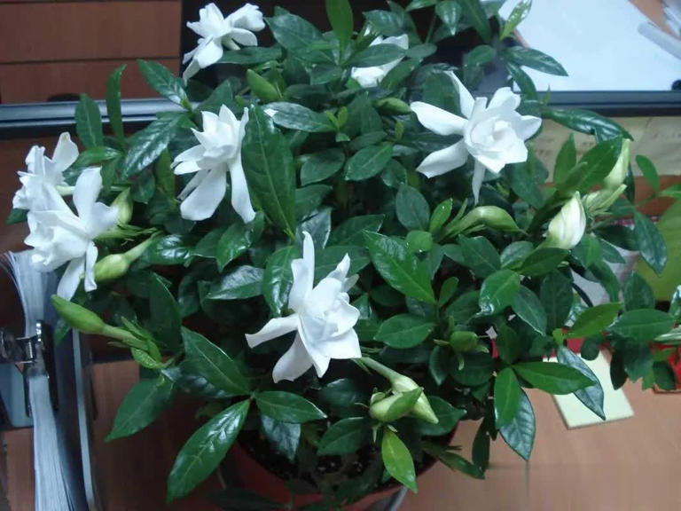 不怕晒的5种花，抗病强不生病，花开一茬接一茬