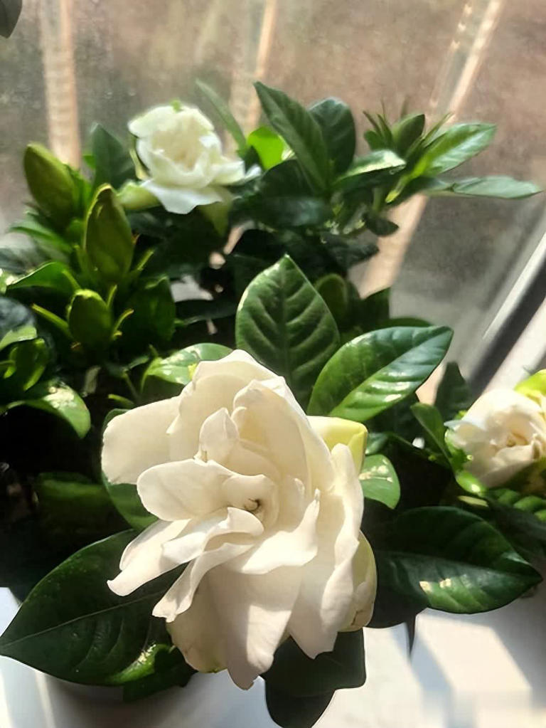 不怕晒的5种花，抗病强不生病，花开一茬接一茬 