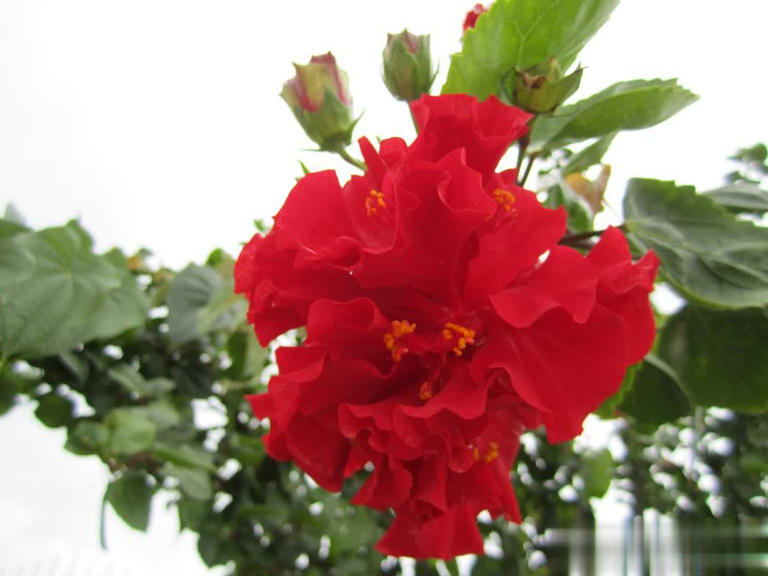 不怕晒的5种花，抗病强不生病，花开一茬接一茬