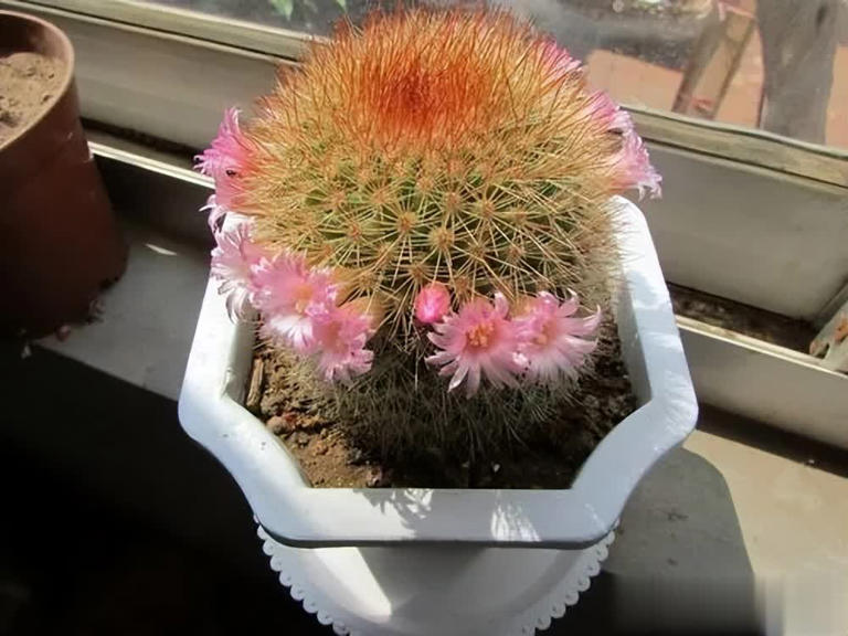 不怕晒的5种花，抗病强不生病，花开一茬接一茬