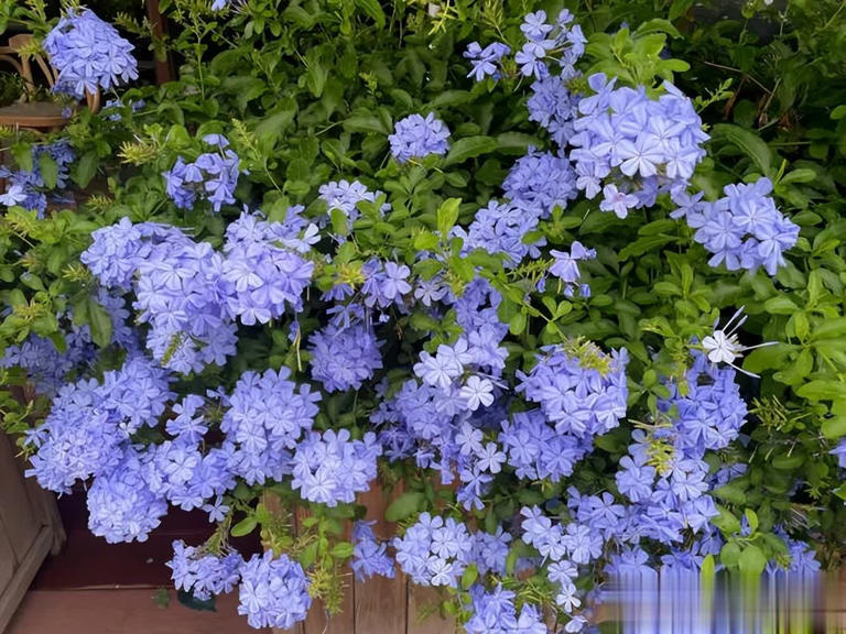 不怕晒的5种花，抗病强不生病，花开一茬接一茬