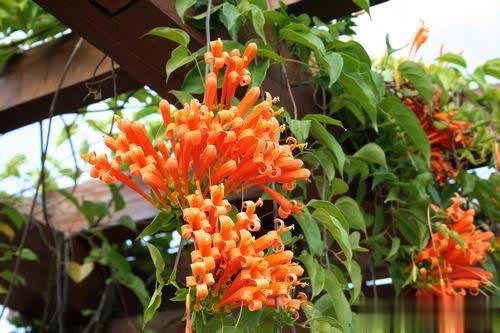 4种漂亮花不花钱，跟邻居要枝插土里，生根快成活率高