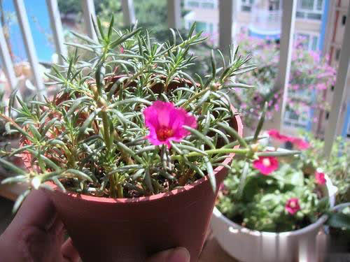 4种漂亮花不花钱，跟邻居要枝插土里，生根快成活率高