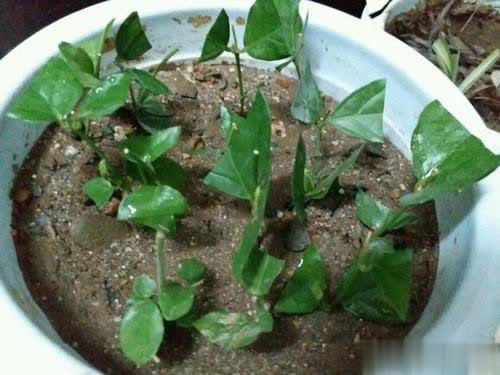 4种漂亮花不花钱，跟邻居要枝插土里，生根快成活率高