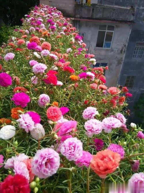 4种漂亮花不花钱，跟邻居要枝插土里，生根快成活率高