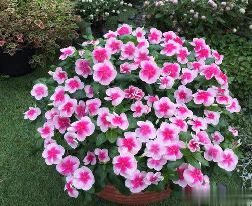 4种漂亮花不花钱，跟邻居要枝插土里，生根快成活率高