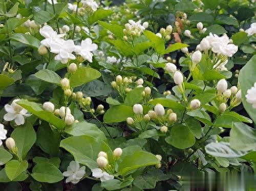 4种漂亮花不花钱，跟邻居要枝插土里，生根快成活率高