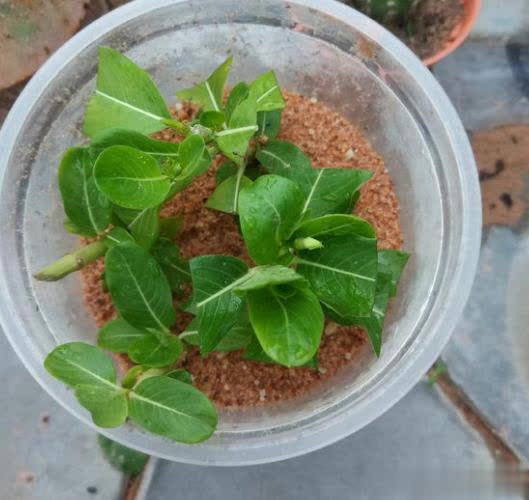 4种漂亮花不花钱，跟邻居要枝插土里，生根快成活率高