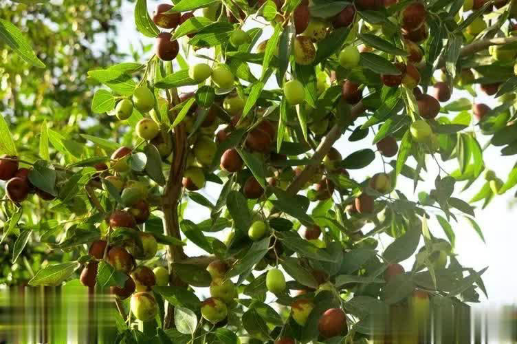 家门口种这3种树，寓意吉祥还招财镇宅，你家养过几种？