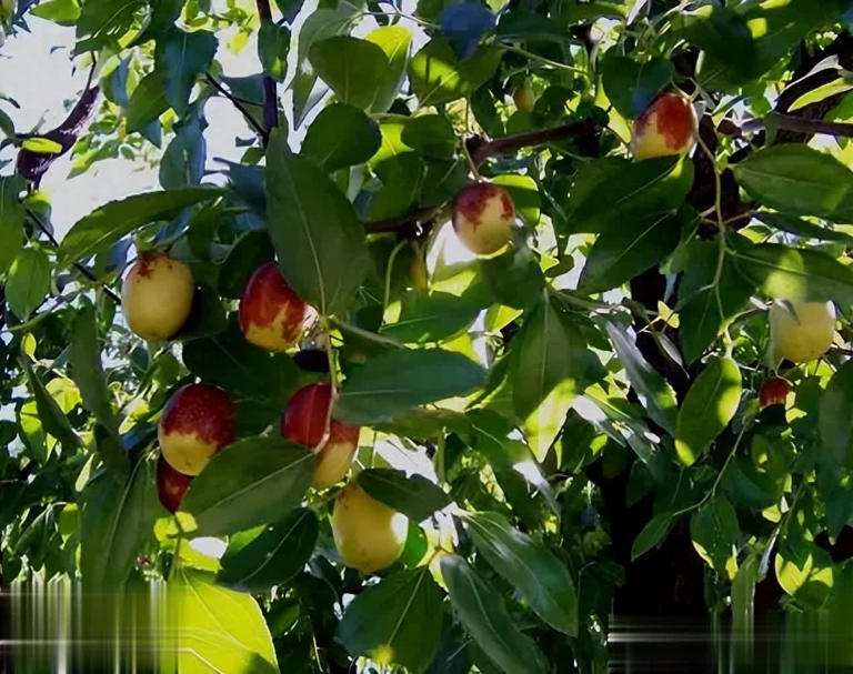 家门口种这3种树，寓意吉祥还招财镇宅，你家养过几种？