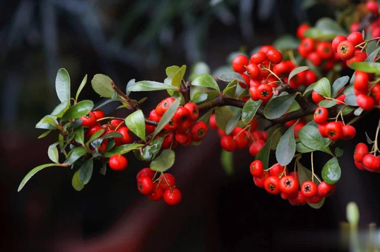 家门口种这3种树，寓意吉祥还招财镇宅，你家养过几种？